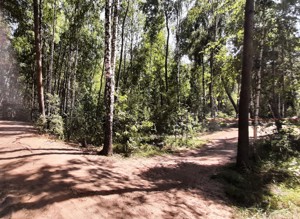 Земельна ділянка Лісова, Таценки, E-41337 - Фото 4